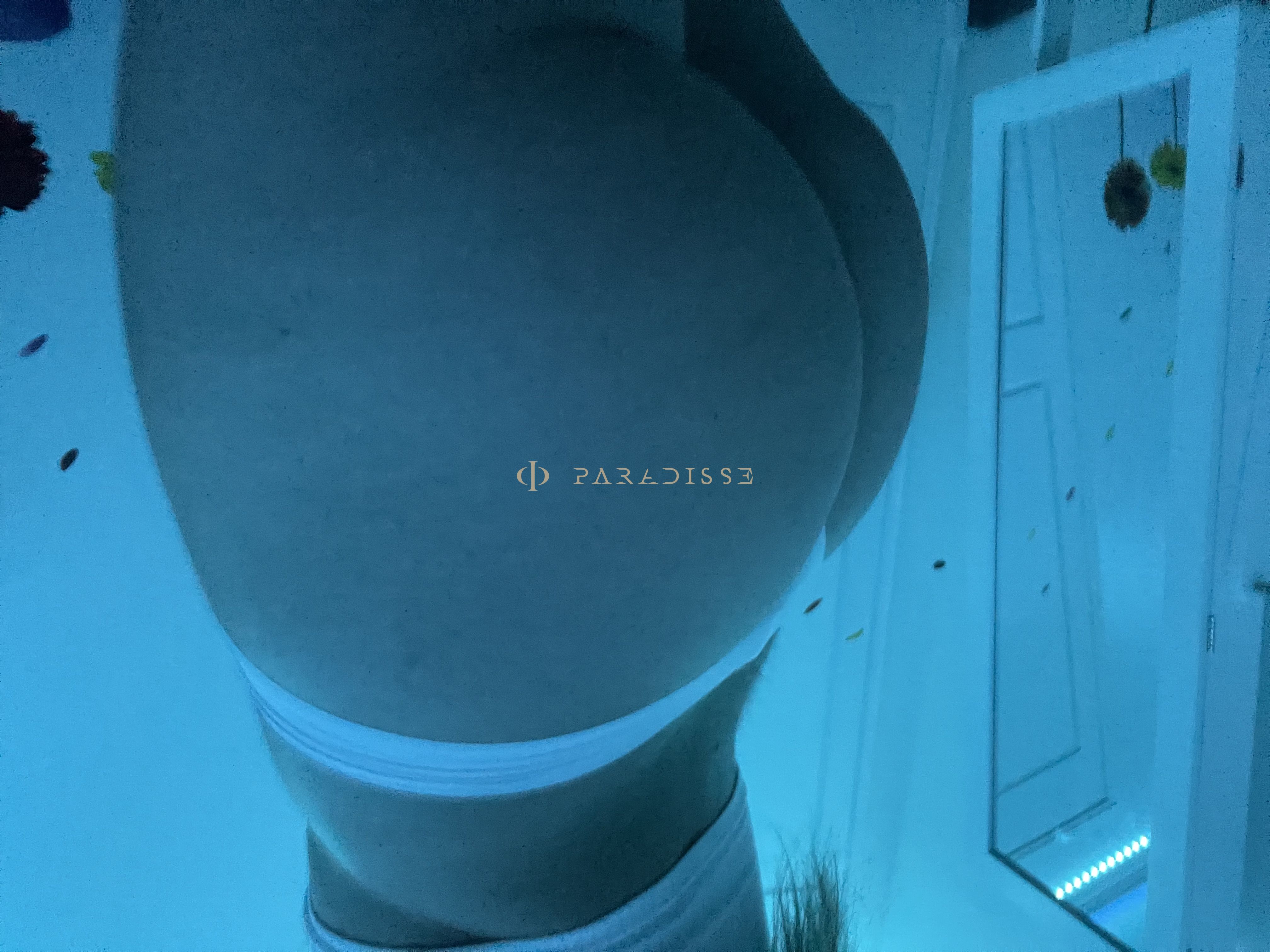 Escorts VIP Paradisse - Cata